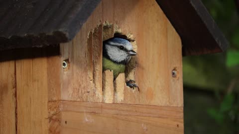 Cute bird inside a bird house
