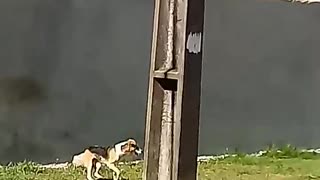 Dog Hops High Wall After Many Attempts