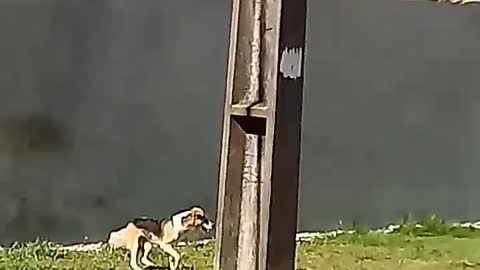 Dog Hops High Wall After Many Attempts