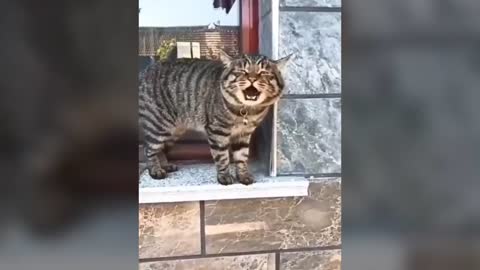 Cat talking!! These cat can speak English better then hooman