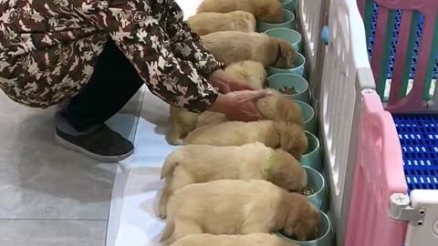 The last puppy was not actively eating�� Guess how many golden r.mp4