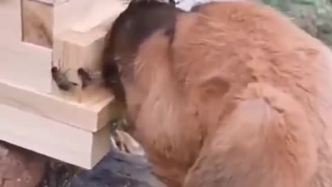 collection of funny dog videos #4