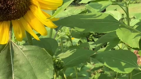 Mr. Bee Pollinating Sunflowers 🌻