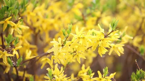 Panning shot of forsythia in spring