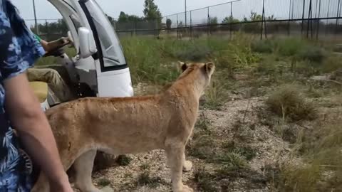 THIS LIONESS IS UNIQUE