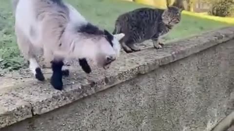 The goat is taking advantage of the cat