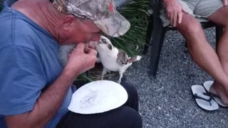 Kookaburra Tries to Steal Man's Meal