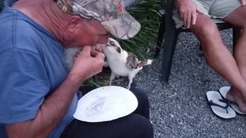 Kookaburra Tries to Steal Man's Meal