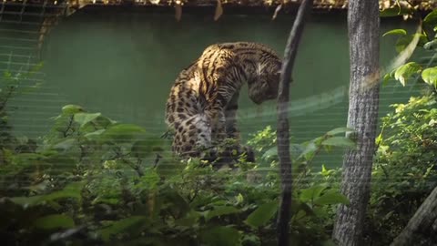 Asian Leopard Cat In Zoo Habitat