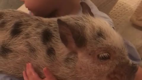 Little Girl Preciously Snuggles With Pet Mini Pig