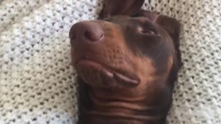 Brown dog laying down in bed getting scratched by owner