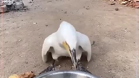 Cormorants eat two 30cm fish #animals #cormorant #shortsvideo