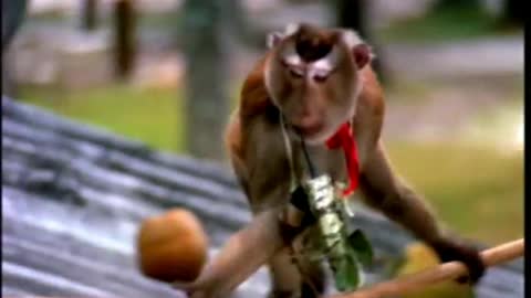 Monkey Warfare - It's WAR!!!