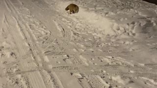 Two Young Foxes Play In A Snow Bank