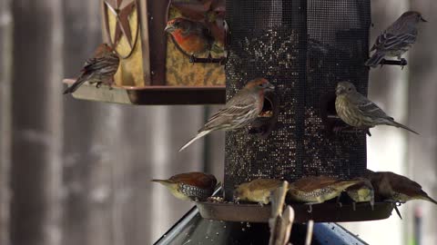 Sparrows Eating Bird Seeds