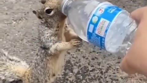Adorable Thirsty Squirrel Asks Humans for Drink in Heartwarming Encounter