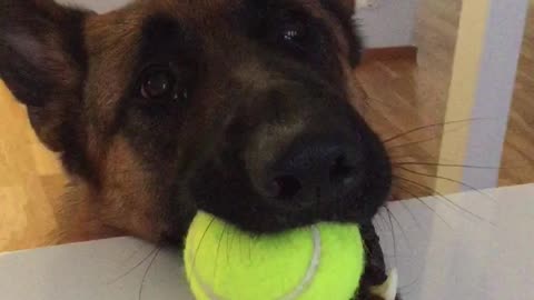 Dog makes it crystal clear he's ready for playtime