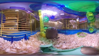 Inside Hamsters cage