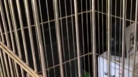 parrot likes to be patted but at the end bites and the owner calls him animal in arabic