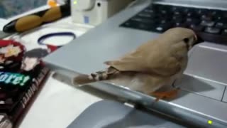 Interesting bird