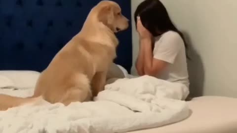 reaction of dog