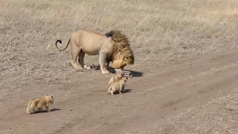 Lion and cubs | Bad dady Lion LOL