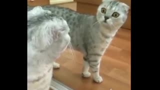 Cat Looks In the Mirror For The First Time Ever. He Proceeds To Make The Craziest Face Ever