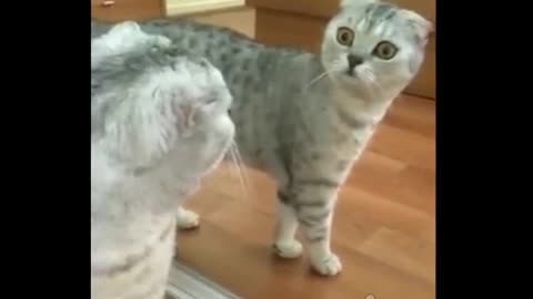 Cat Looks In the Mirror For The First Time Ever. He Proceeds To Make The Craziest Face Ever