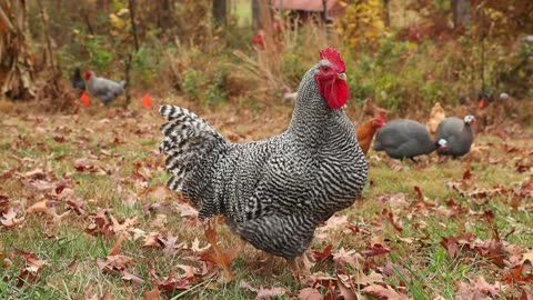 KNF Chicks Raise Nutrient Dense Eggs