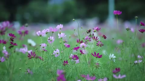 Natural Gardens Flowers