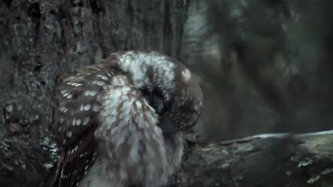 Boreal Owl Waking Up