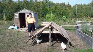 Building A Chicken Shelter