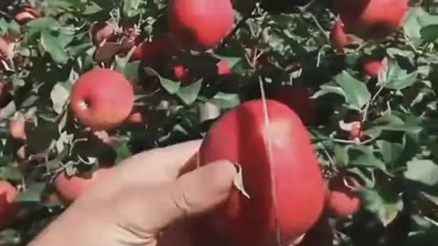 Delicious and good looking fruit cutting with lessonable true story.