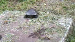 The turtle came to visit