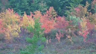 Ring of Fire foliage