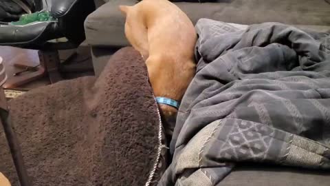 Dog decides to take nap under her bed