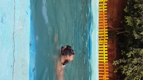 my dogs swimming first time together