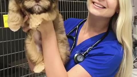 Super sweet Shih Tzu puppy poses for the camera