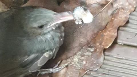 Korean Bird Eating Blueberries