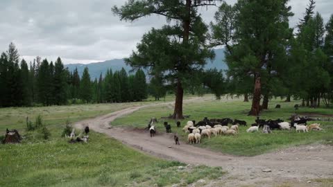 Countryside with sheep. landscape mountain