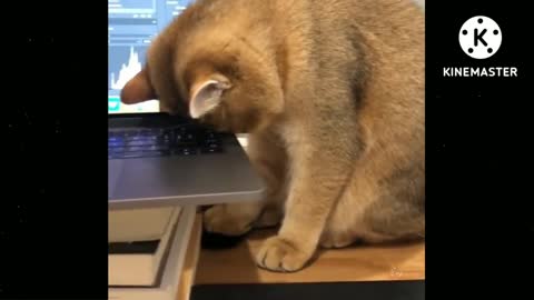 Cats play with laptop