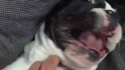 French Bulldog makes crazy sounds when tickled
