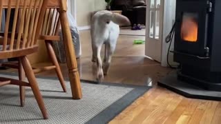 BUDDY IS INTELLIGENT!! - FUNNY LABRADOR RETRIEVER - BUDDY #1@ VIDEO!