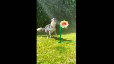 Funny Animals Fails Compilation, laugh all you want 🤣