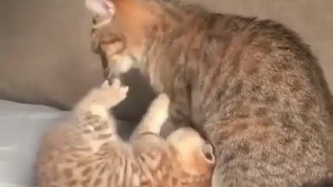 Baby cat playing with his mom
