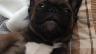 Brown french bulldog puppy plays on back on blanket