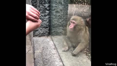 Monkey shocked by magic trick