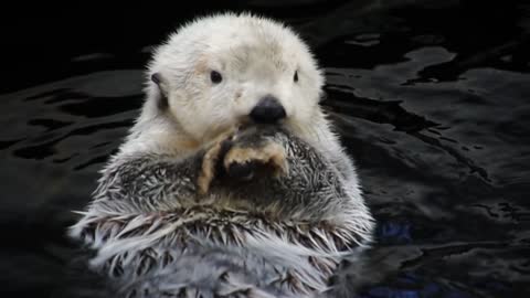 Bear cub bathing in water