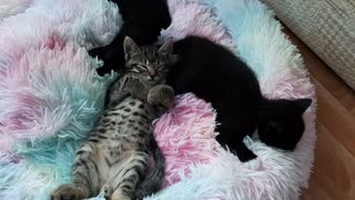 Kittens sleeping and relaxing