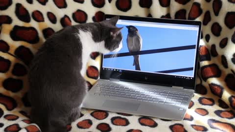 El gatito buscando la manera de trincar al pájaro.